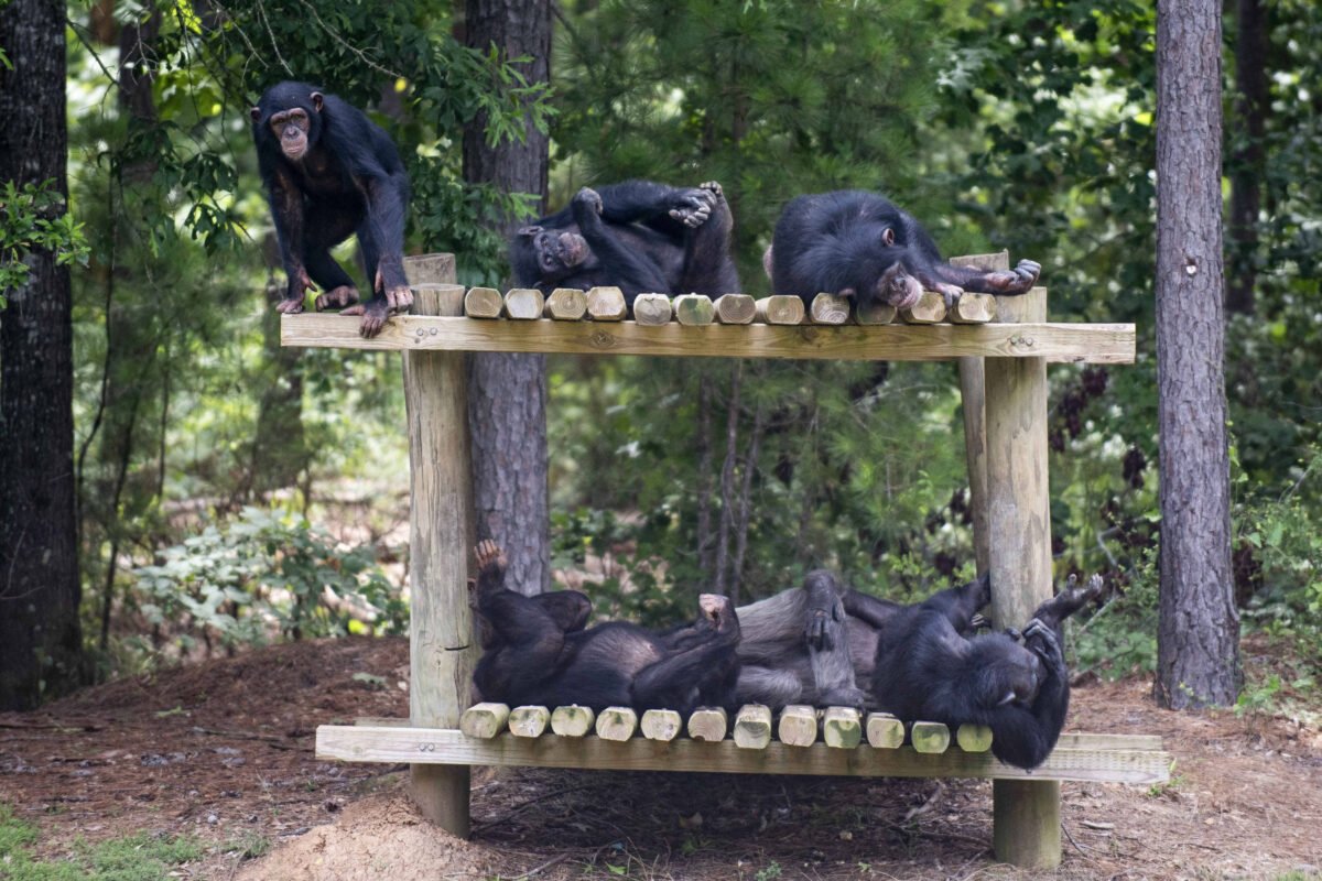 Sob ameaça climática, Chimpanzés aprendem a se abrigar - 10/08/2023