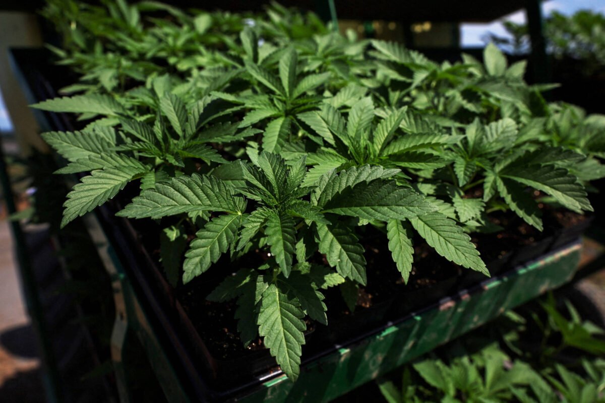 EUA: Saúde recomenda reduzir restrições à maconha - 31/08/2023 -