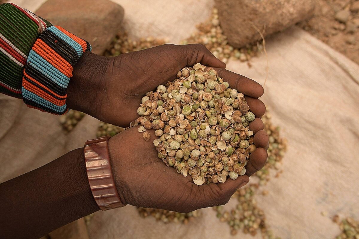 Mudança climática pode aumentar mortes em conflitos - 30/08/2023 -