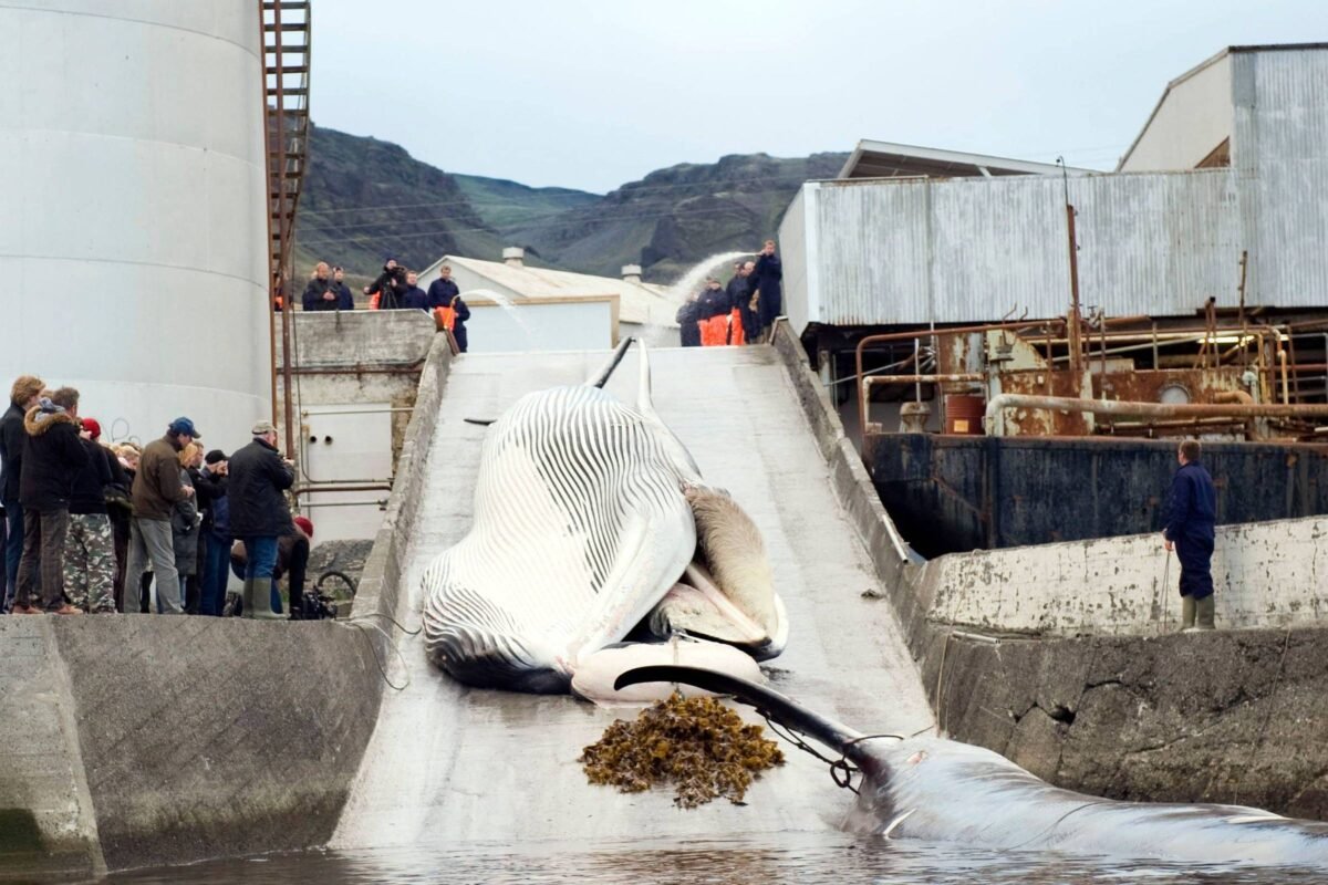 Pescadores da Islândia matam baleias após novo aval - 07/09/2023