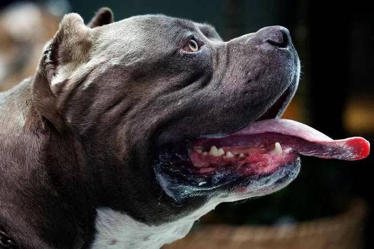 Reino Unido proibirá cães da raça American XL Bully -