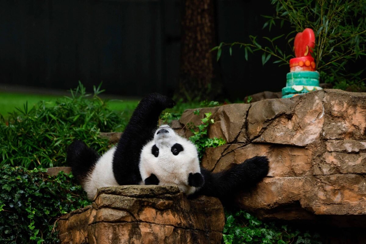 EUA dão adeus a mais um panda em meio a