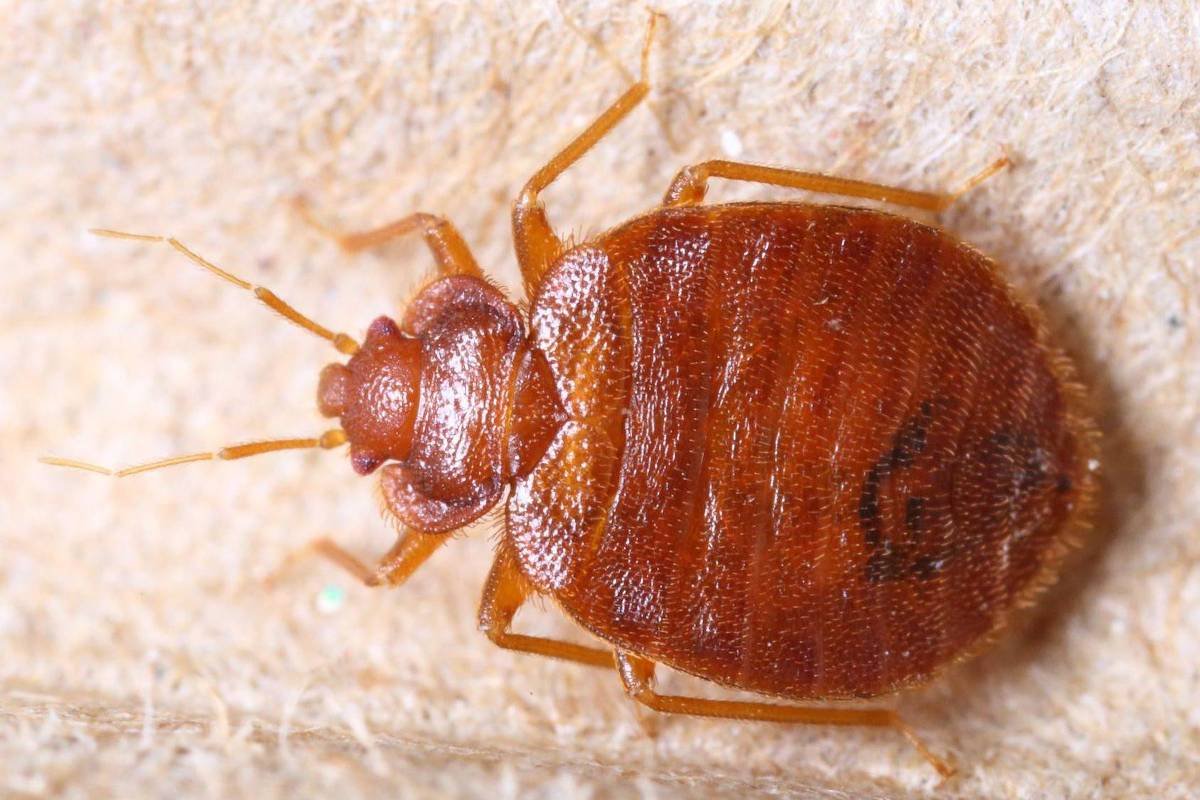 França: percevejos em Paris trazem pânico para cidade - 03/10/2023