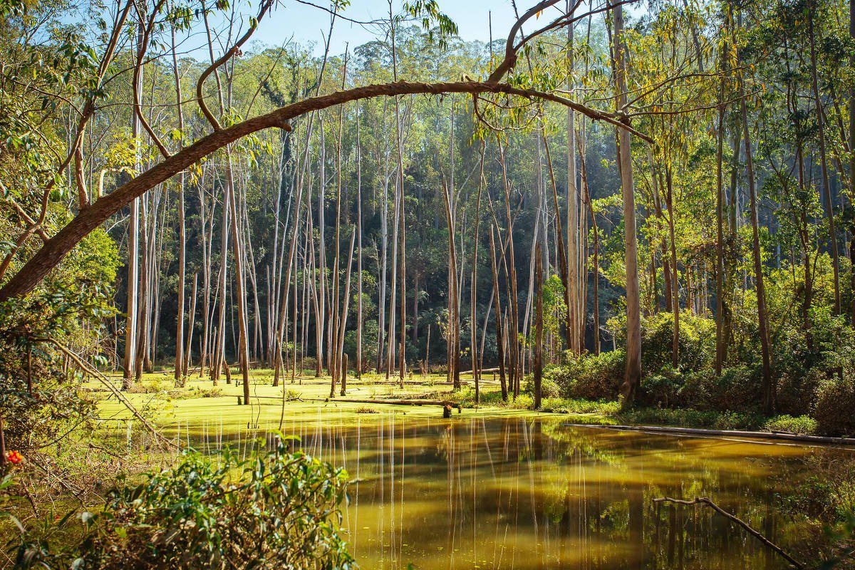 São Paulo quer 110 Ibirapueras de novas áreas protegidas -