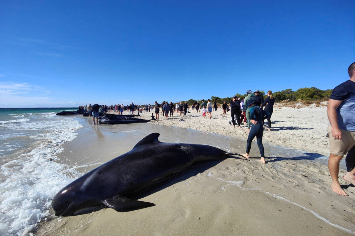 Mais de 100 baleias encalham em praia da Austrália -