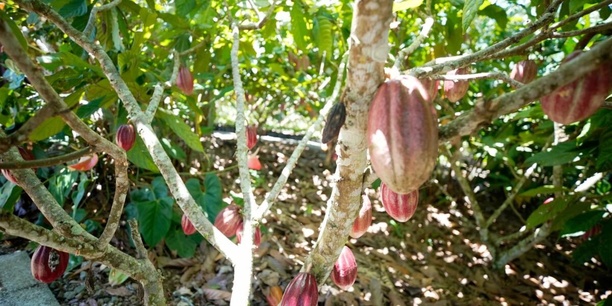 Produtoras de café e cacau contam como lidam com mudanças