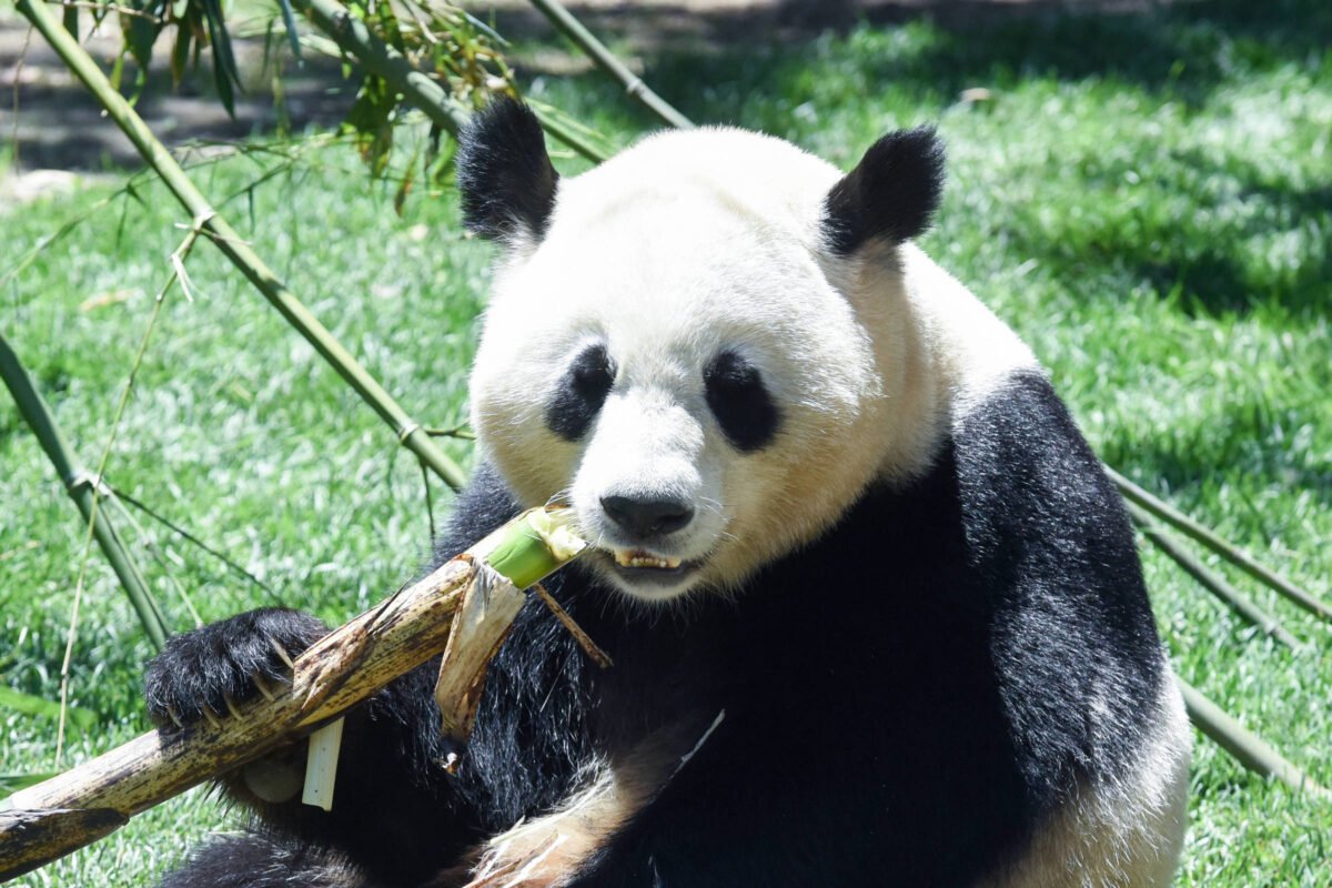 China oferece casal de pandas ao Brasil - 31/05/2024 -