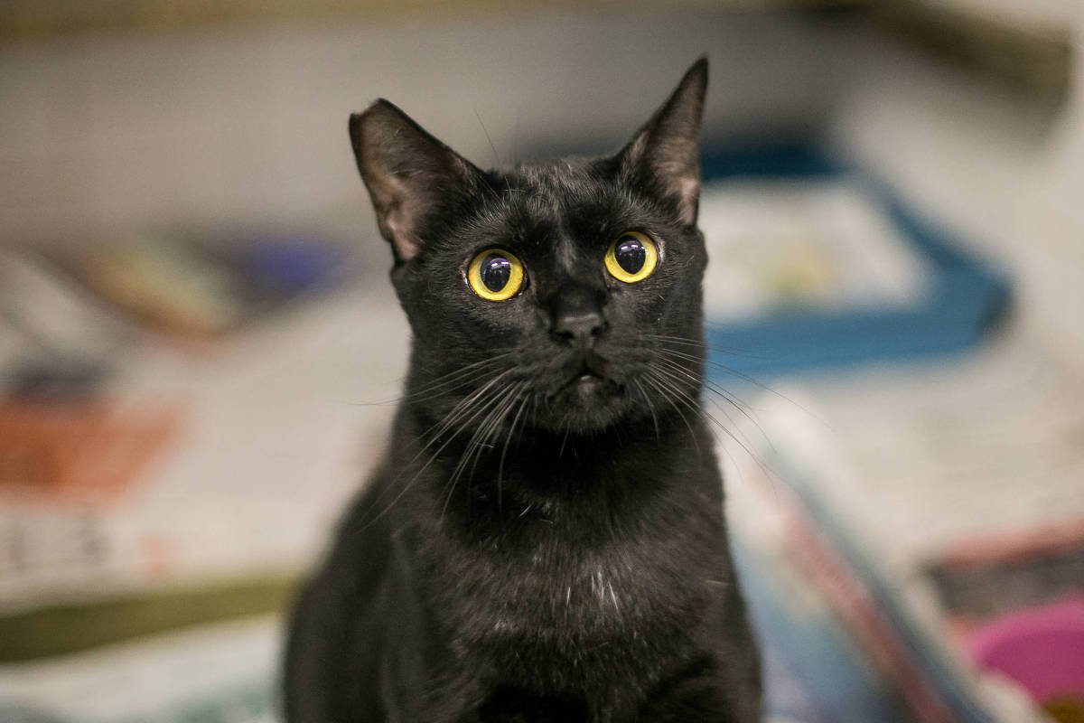 Vídeo: Igreja realiza funeral para animais de estimação - 27/05/2024