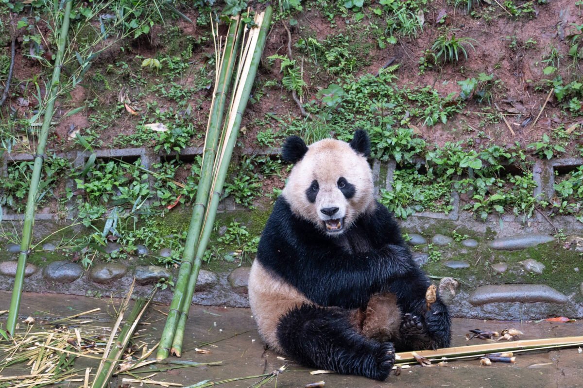 Em ato diplomático, China manda dois pandas para os EUA
