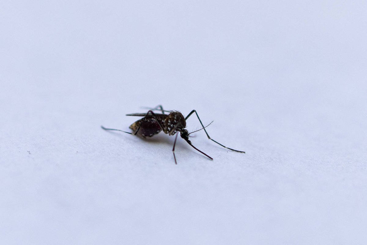 Paris registra caso de transmissão local de chikungunya - 07/08/2024