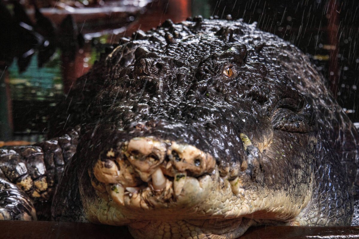 Morre Cassius, maior crocodilo em cativeiro do mundo - 02/11/2024