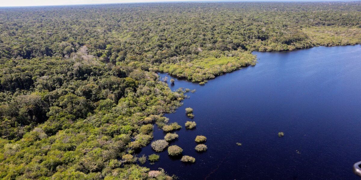 Petrobras e BNDES fazem parceria para restauração na Amazônia