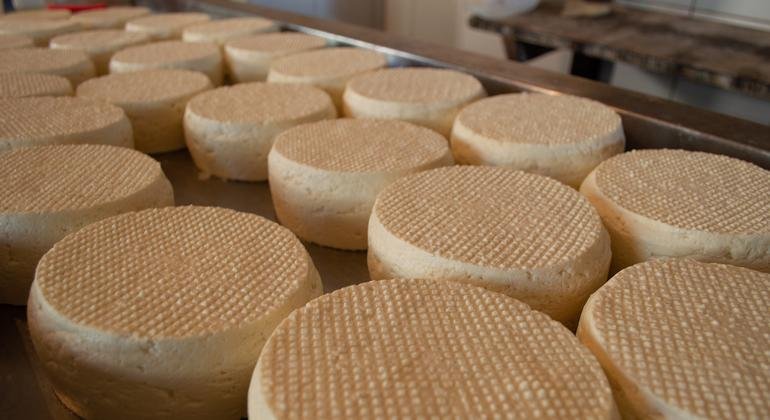 Modo tradicional de fazer queijo Minas vira Patrimônio da humanidade