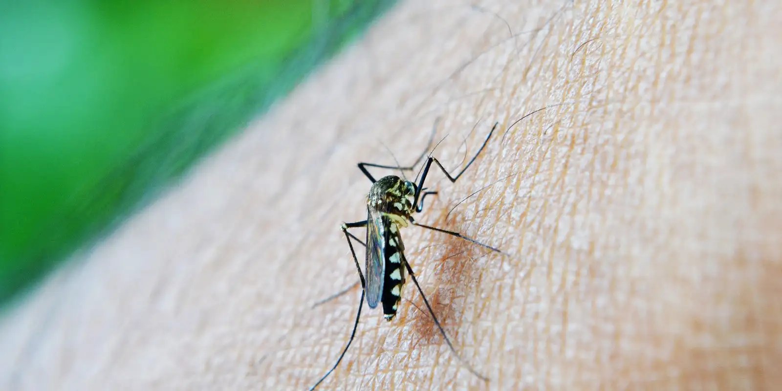 Dengue e febre amarela têm aumento de casos e óbitos