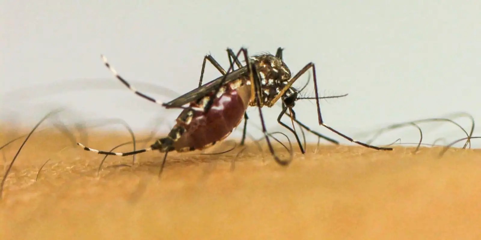 Brasil ultrapassa 1 milhão de casos prováveis de dengue em
