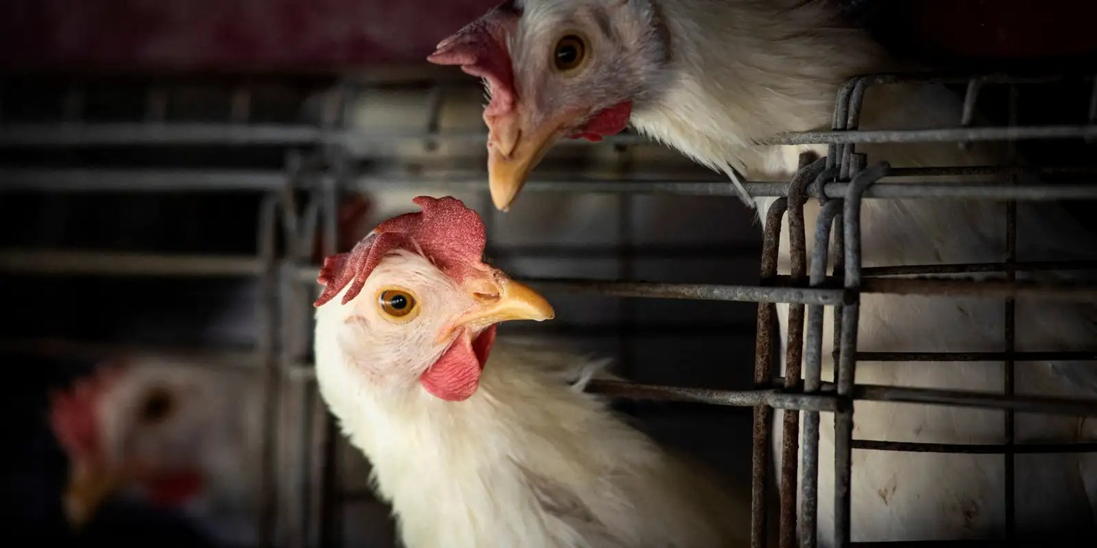 FAO: caso de gripe aviária no Brasil marca nova etapa