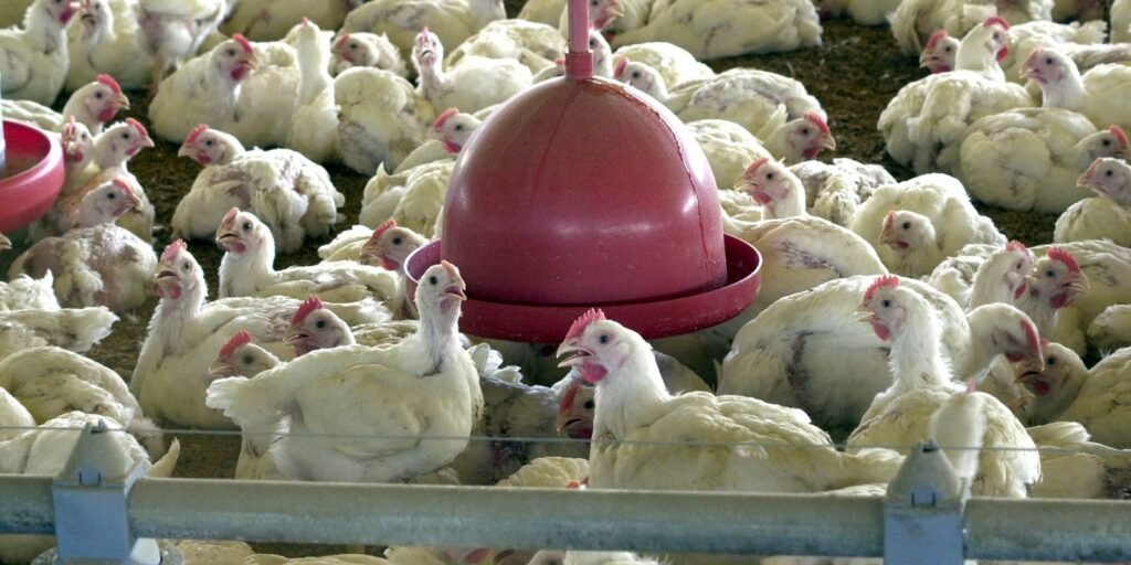 Gripe aviária: tire suas dúvidas sobre a doença que afeta