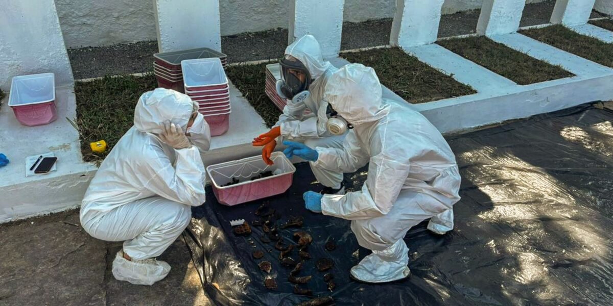 Rio: equipe encontra memorial para mortos da ditadura em deterioração