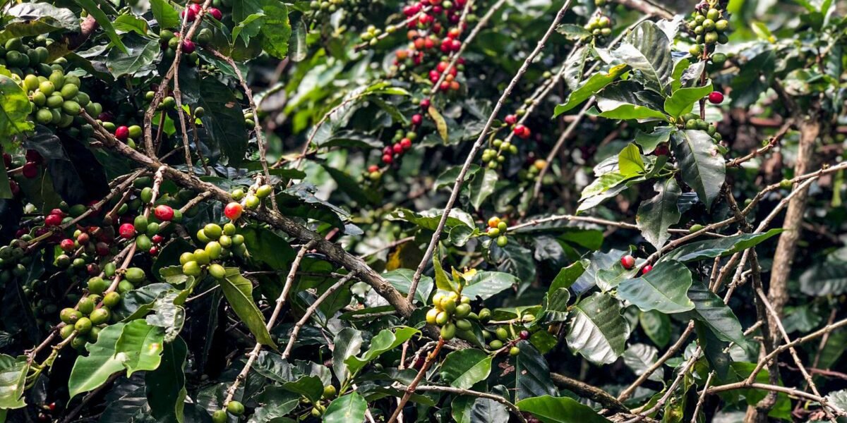 Safra de café deve crescer 2,7% e chegar a 56