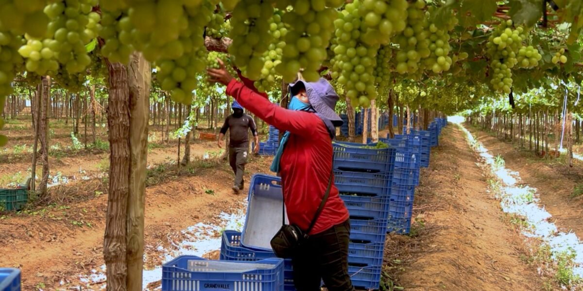 Caminhos da Reportagem: Vale do São Francisco, o sertão tecnológico