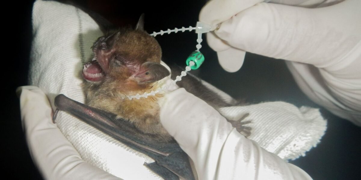 DF tem dois casos de raiva em morcegos e Saúde
