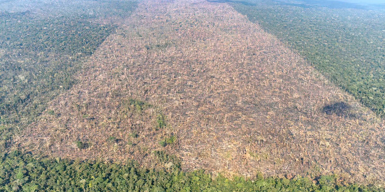 Desmatamento é responsável por mais de 28 mil mortes anuais