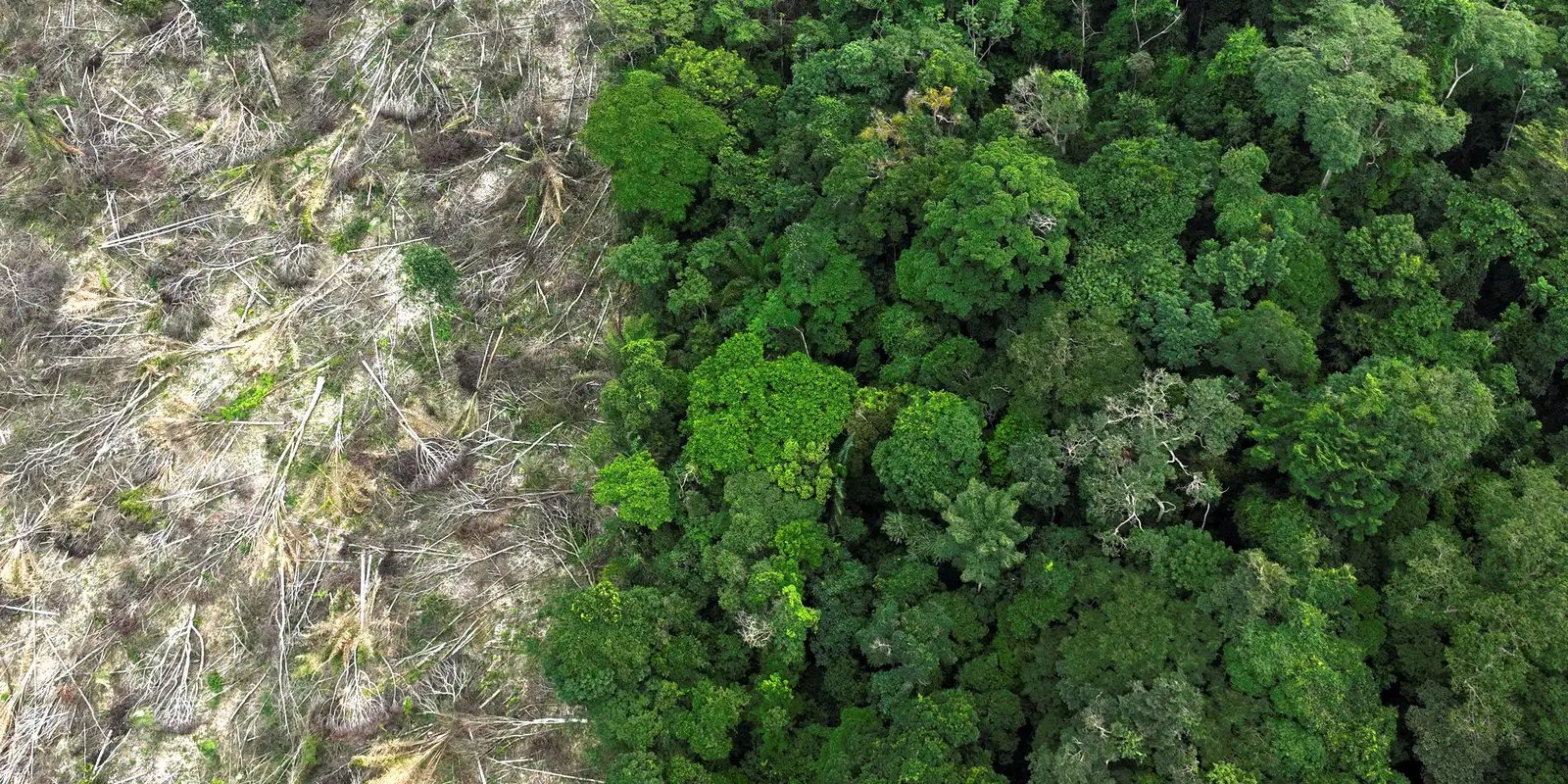 Em 40 anos, Amazônia perdeu área de vegetação do tamanho