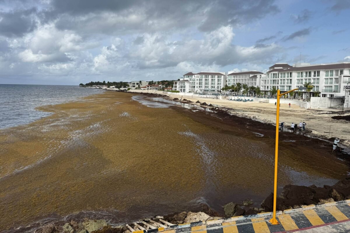 Sargaço pode ser oportunidade para a economia no Caribe -