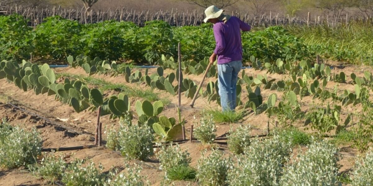 CMN simplifica crédito rural a populações tradicionais e extrativistas