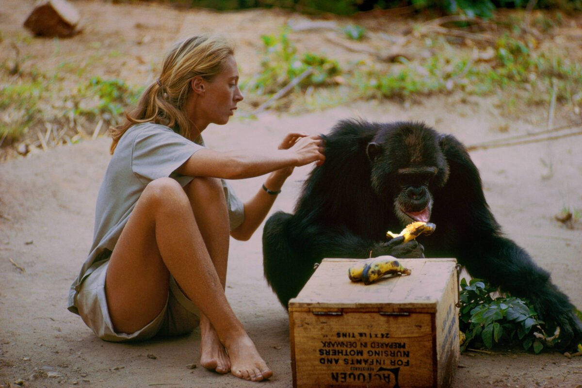 Jane Goodall, primatologista britânica, morre aos 91 anos - 01/10/2025