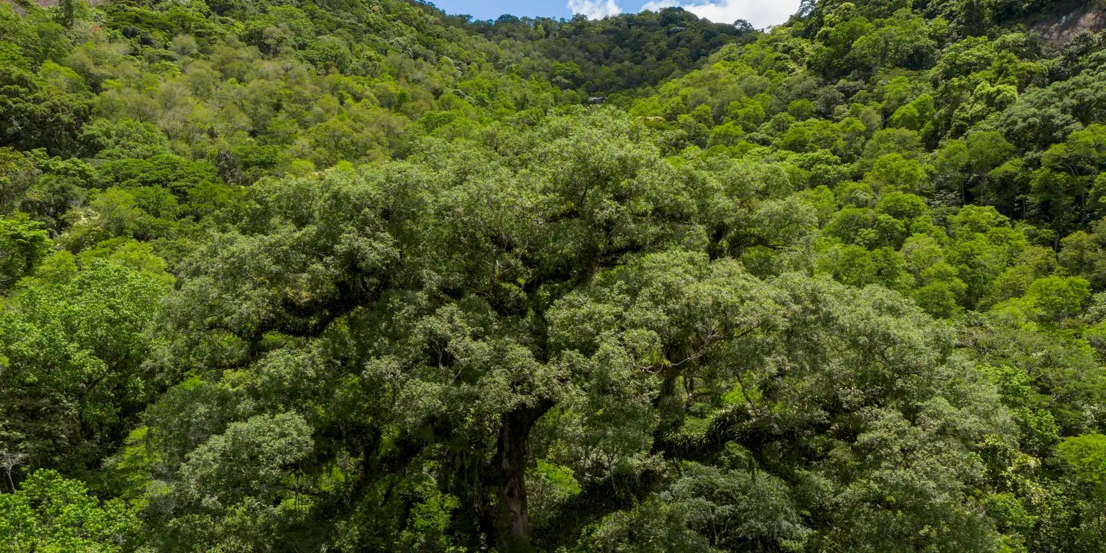 Mata Atlântica perde 2,4 milhões de hectares em 40 anos