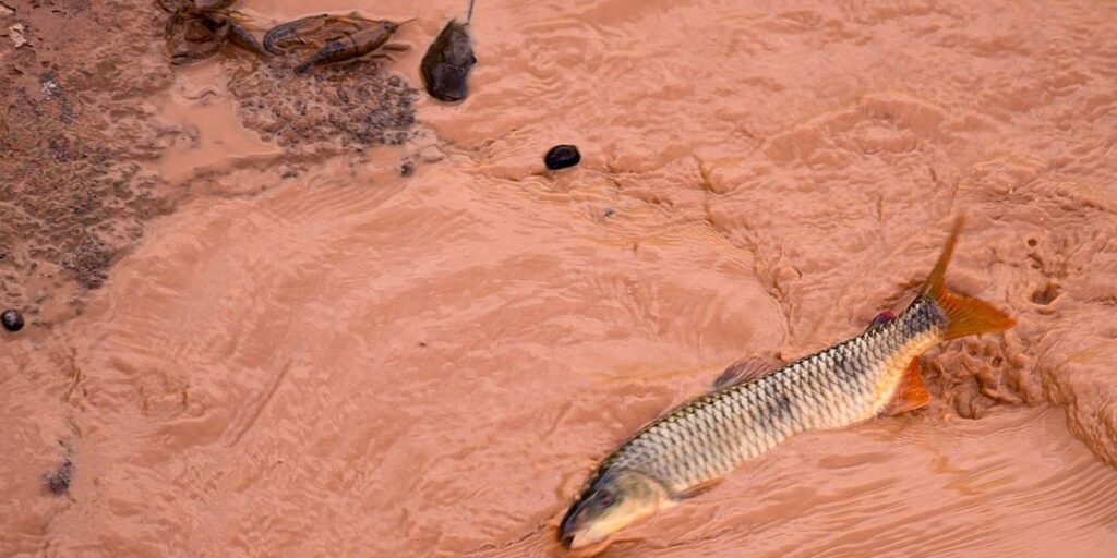 Samarco e Vale são multadas em mais de R$ 1,8