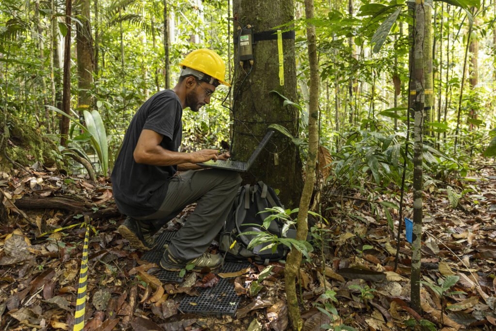 COP30: Amazônia pode virar modelo de sustentabilidade - 19/11/2025 -