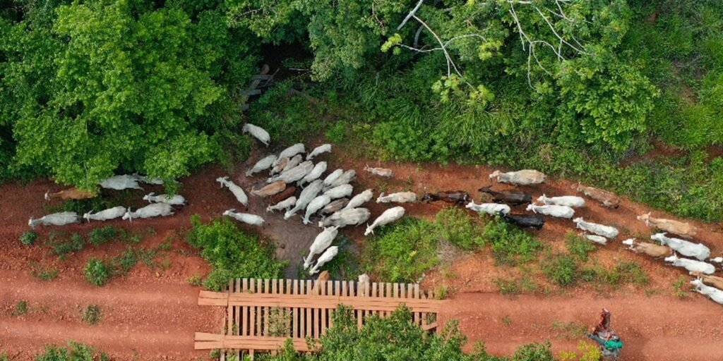 Ibama diz que vaqueiro foi alvo de emboscada na TI