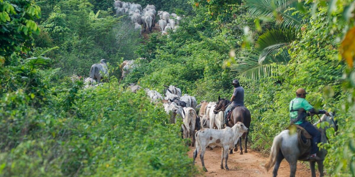 Vaqueiro contratado pelo Ibama é morto em terra indígena no