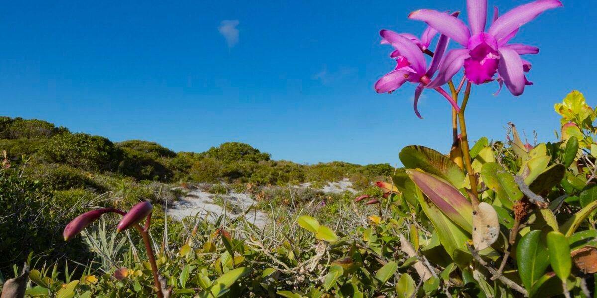 Inpe confirma redução de desmatamento na maioria dos biomas em