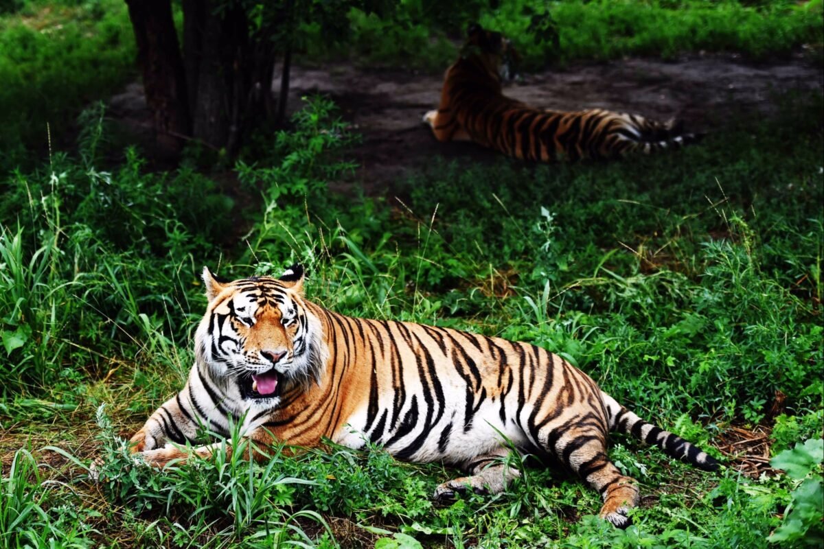 Vírus mata mais de 70 tigres em zoológico na Tailândia