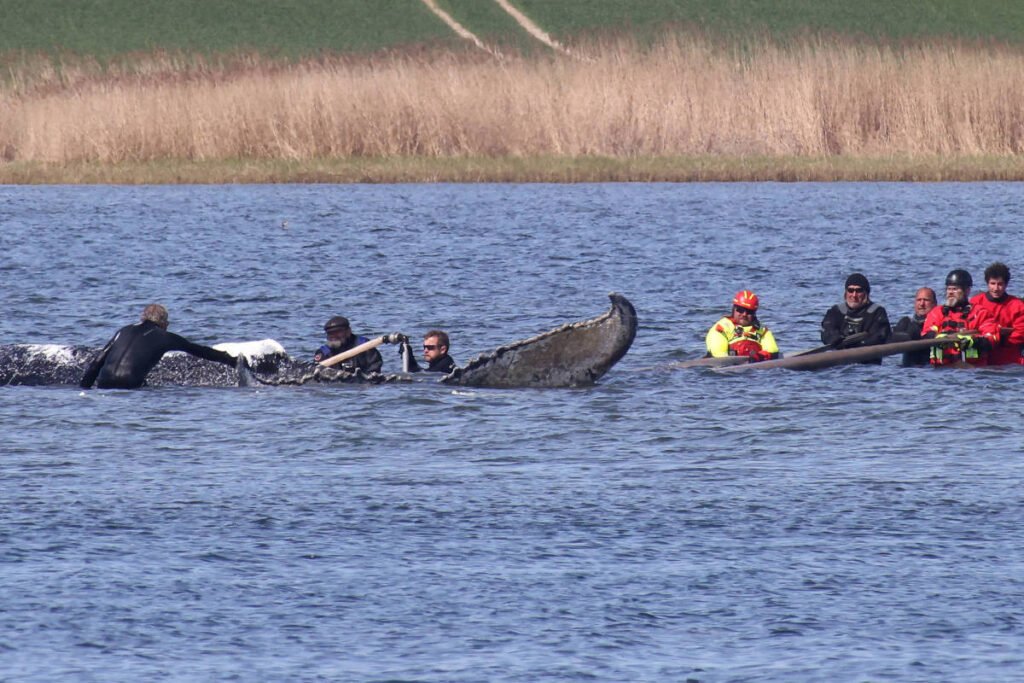 Alemanha: Baleia encalhada é colocada em balsa de resgate -