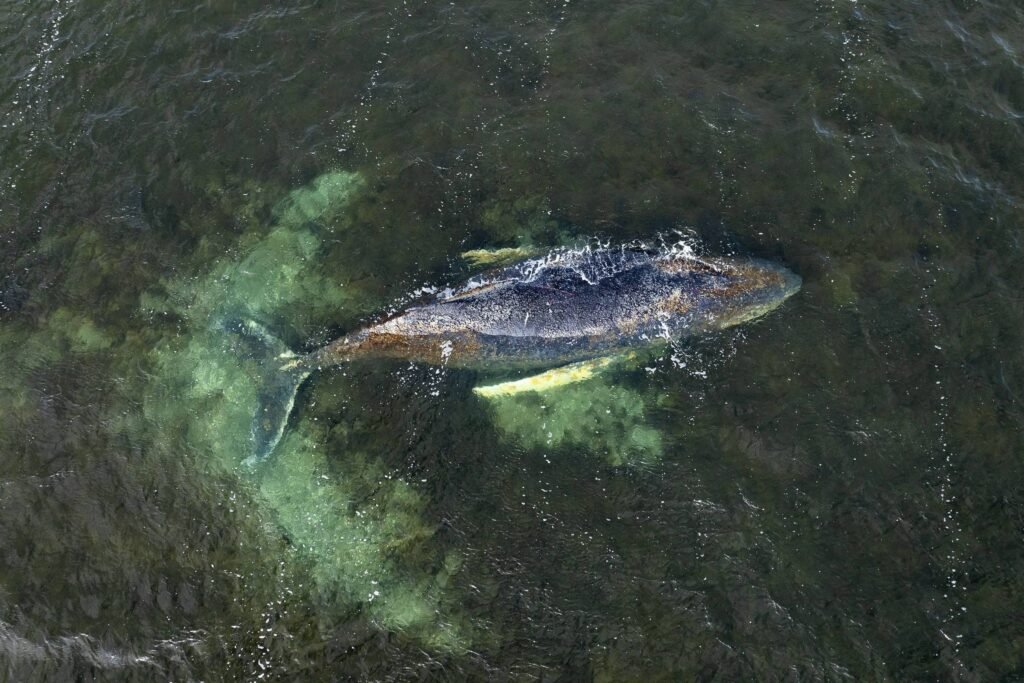 Baleia encalhada comove e divide Alemanha - 14/04/2026 - Mundo