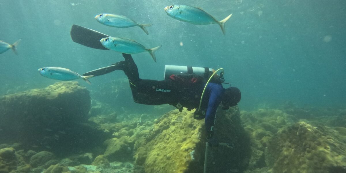 ONG busca ciência para orientar manejo sustentável de costões rochosos