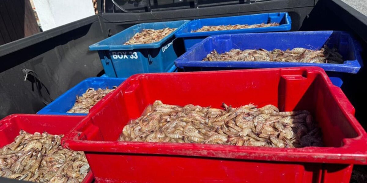 Pescadores são presos com 350 kg de camarão rosa no