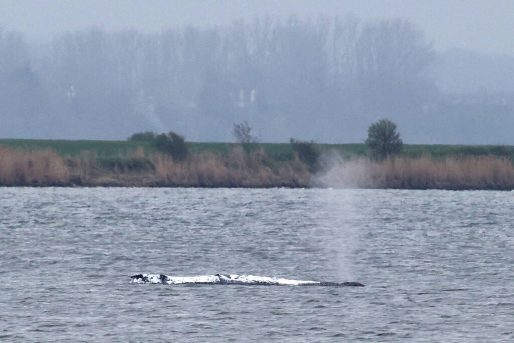 Veterinária desiste e julga resgate de baleia na Alemanha -