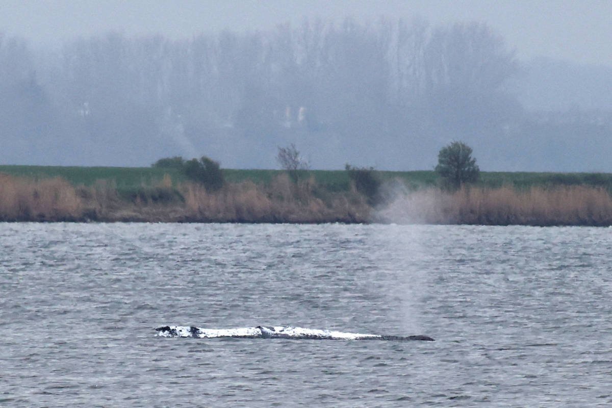 Veterinária desiste e julga resgate de baleia na Alemanha -