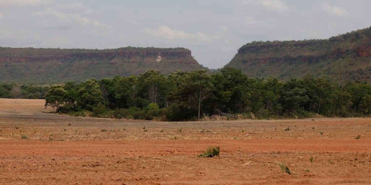 Fragmentos de vegetação nativa cresceram no país 260% em 38