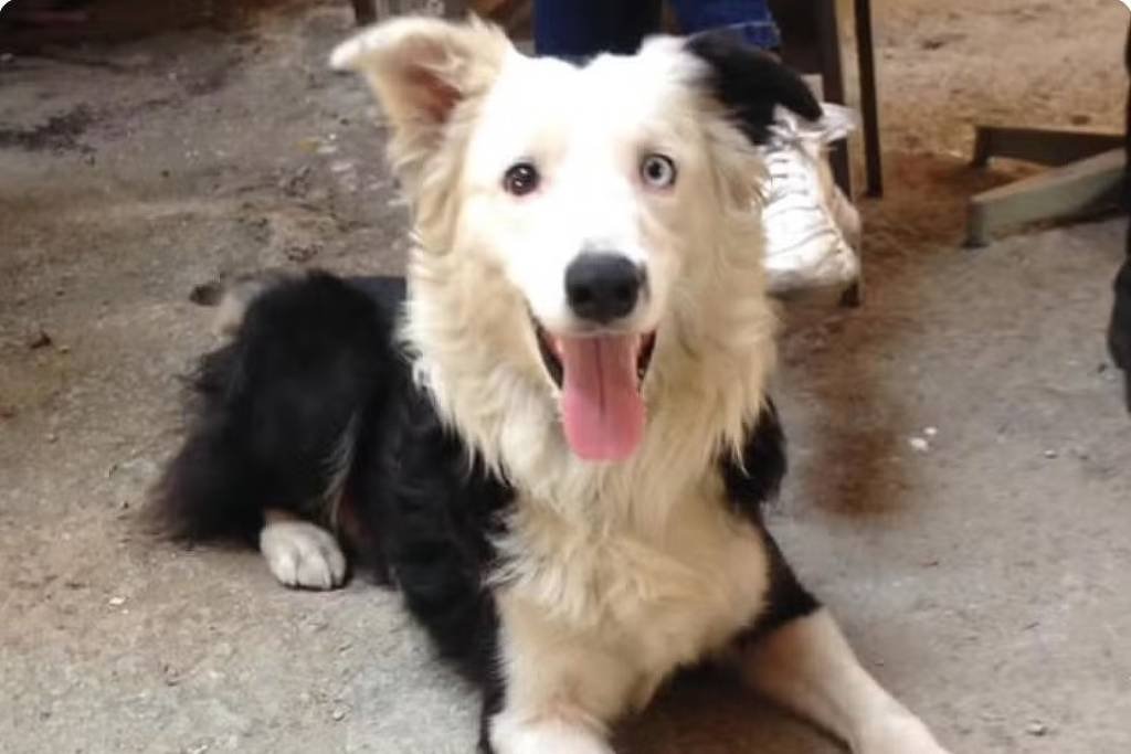Cão resgatado de maus-tratos vira herói na Venezuela - 27/06/2026