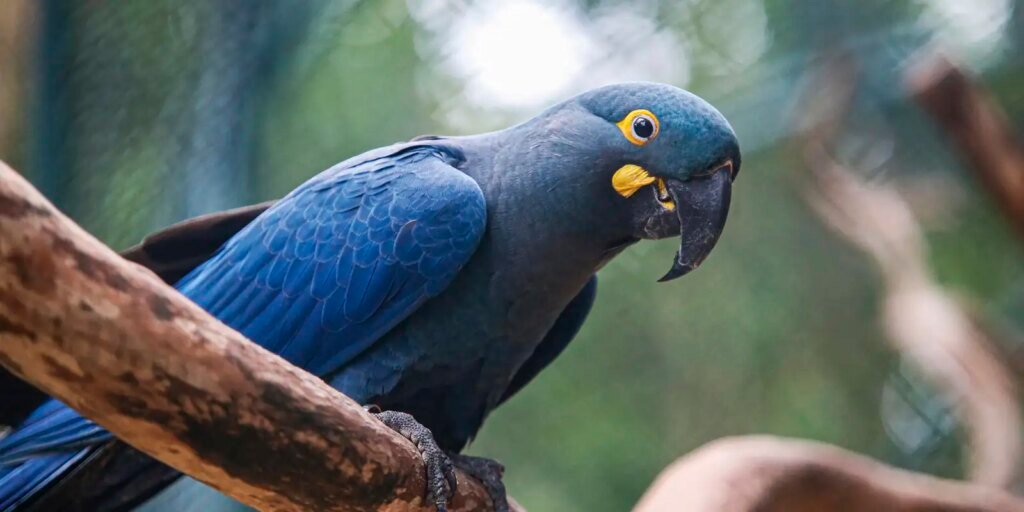 Lista de fauna ameaçada tem 180 animais incluídos e 150