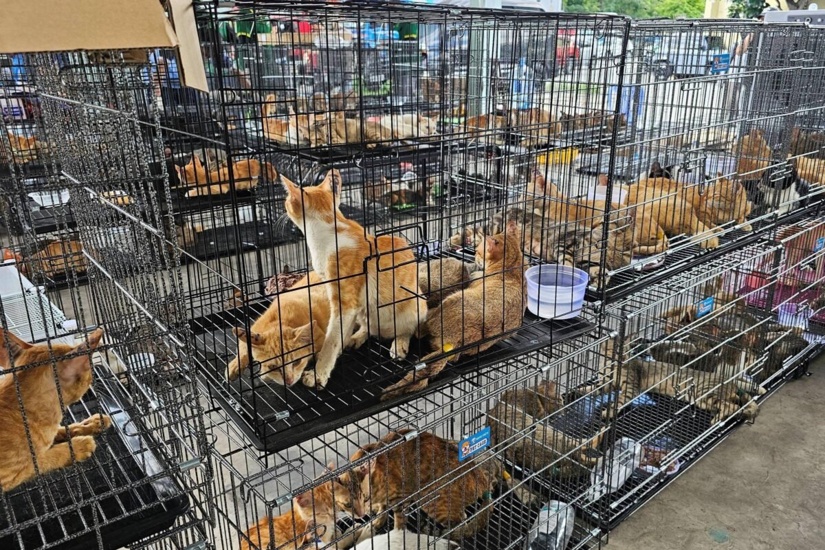 Rede que roubava gatos para consumo humano é desmantelada no