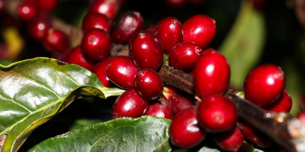 Aeronaves, óleo, café e carne estão fora do tarifaço imposto