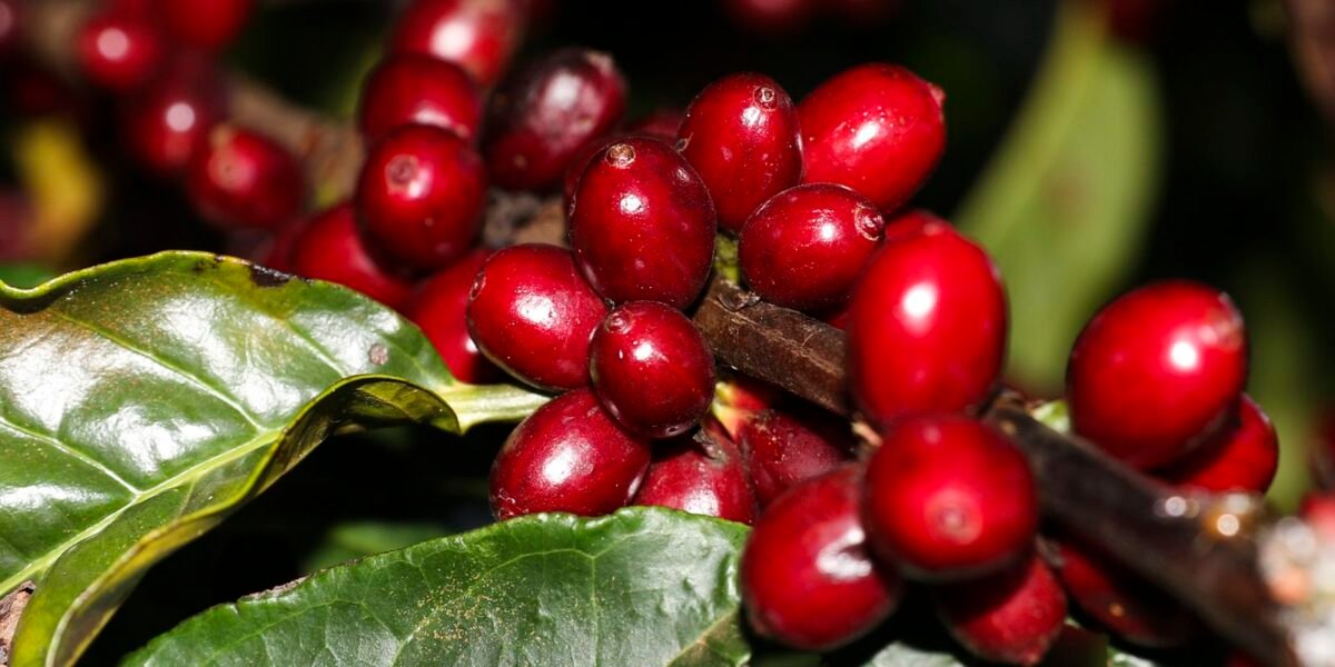 Aeronaves, óleo, café e carne estão fora do tarifaço imposto
