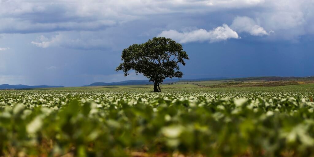 Crédito rural financiou R$ 92,4 bi em áreas com alertas